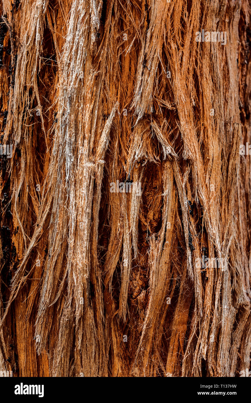 Stringy bark tree texture Stock Photo Alamy