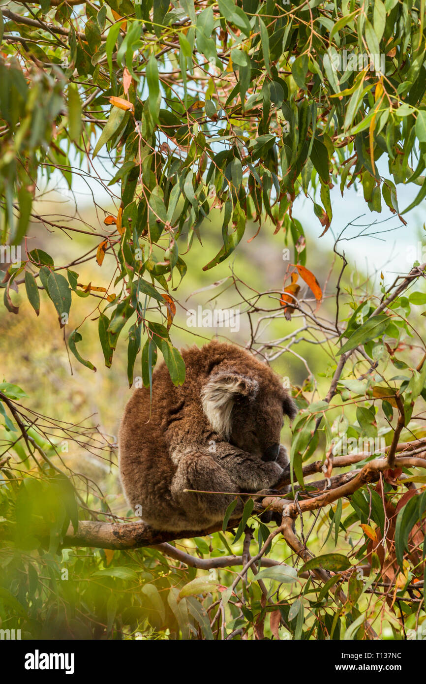 Koala in gumtree hi-res stock photography and images - Alamy