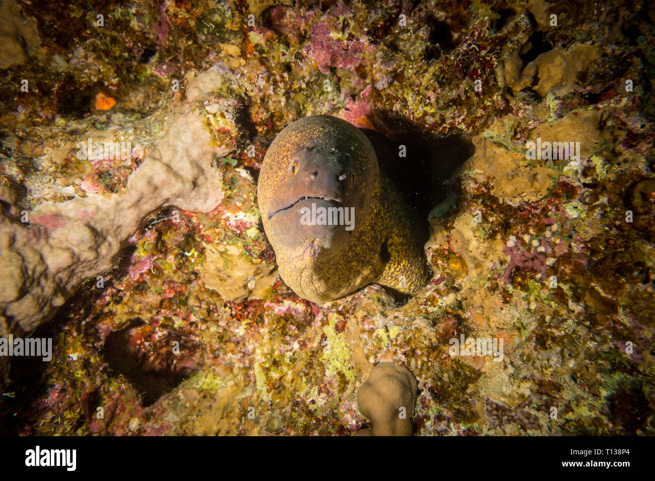 Moray eel in the red sea in egypt Stock Photo Alamy