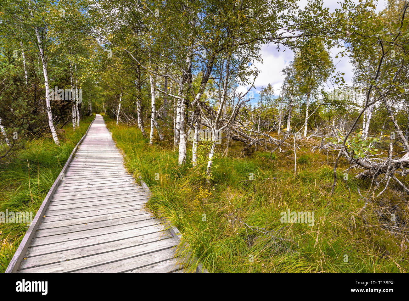 plank trail through the moor of the Wildsee at Kaltenbronn, Black Forest, Germany, raised bog and reserve of the communities Gernsbach and Bad Wildbad Stock Photo
