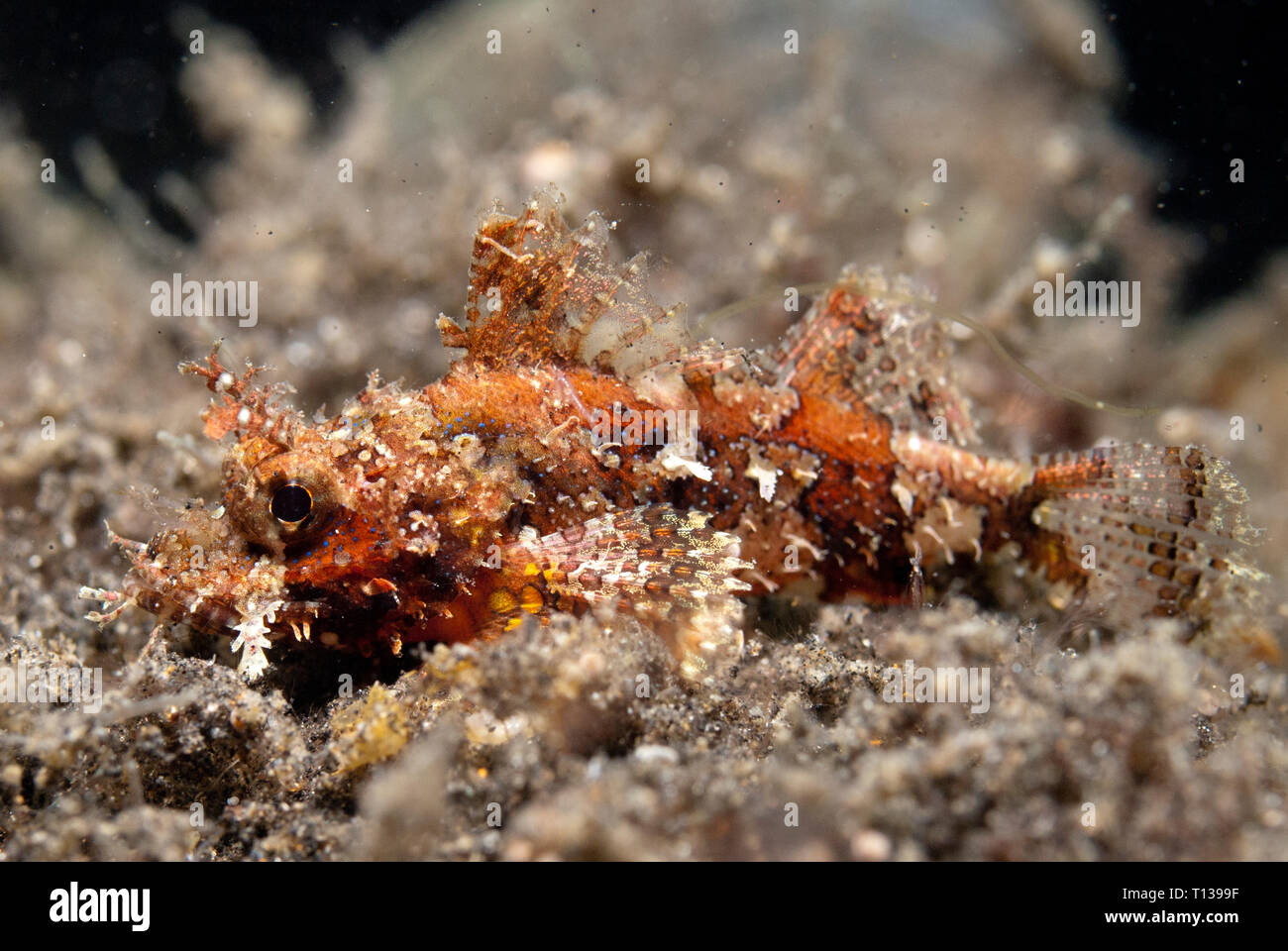 Raggy Scorpionfish, Scorpaenopsis venosa, during night dive, TK3 dive site, Lembeh Straits, Sulawesi, Indonesia Stock Photo