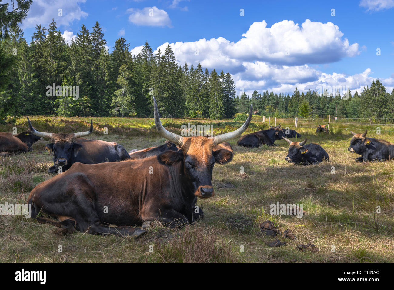Heck cattle on the grinde pasture of the Northern Black Forest near Schliffkopf, Germany, cattle farming for landscape conservation Stock Photo