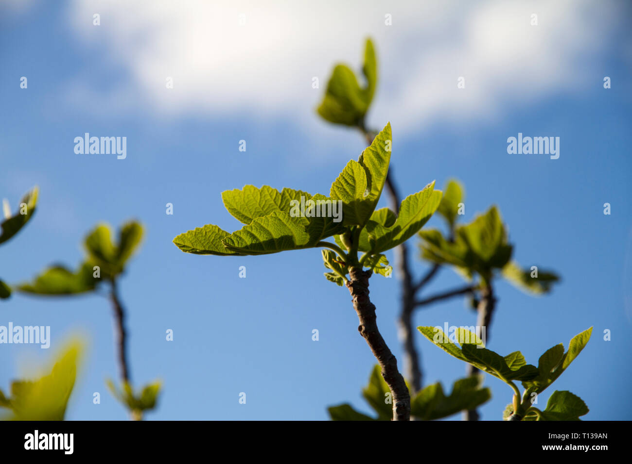 Backlighted Fig Tree High Resolution Stock Photography and Images - Alamy