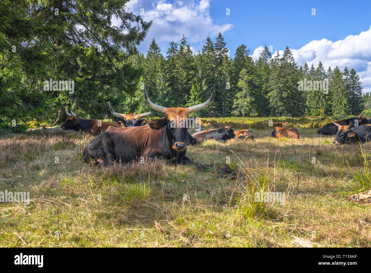 herd of Heck cattles on the grinde pasture of the Northern Black Forest near Schliffkopf, Germany Stock Photo