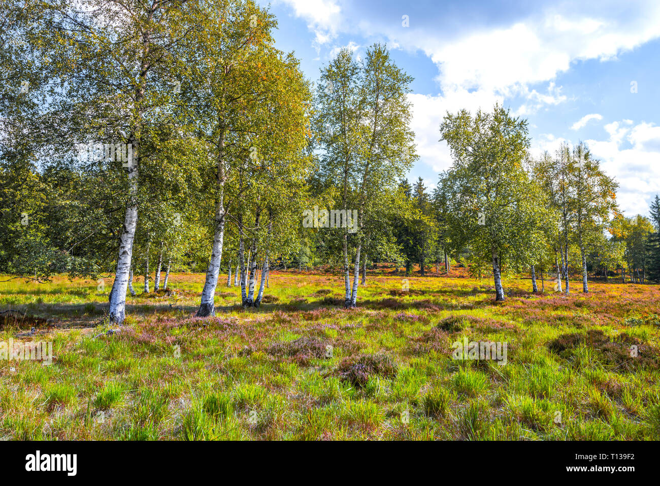 heather landscape with birch trees, Northern Black Forest, Germany, landform grinde between Schliffkopf and Zuflucht, community of Oppenau Stock Photo