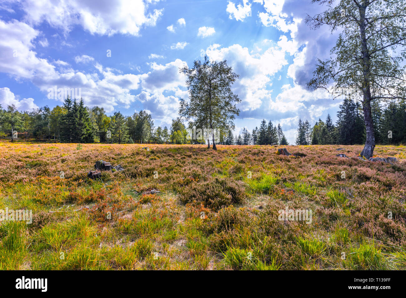 nearly treeless heather landscape in the Northern Black Forest, Germany, landform grinde between Schliffkopf and Zuflucht, community of Oppenau Stock Photo
