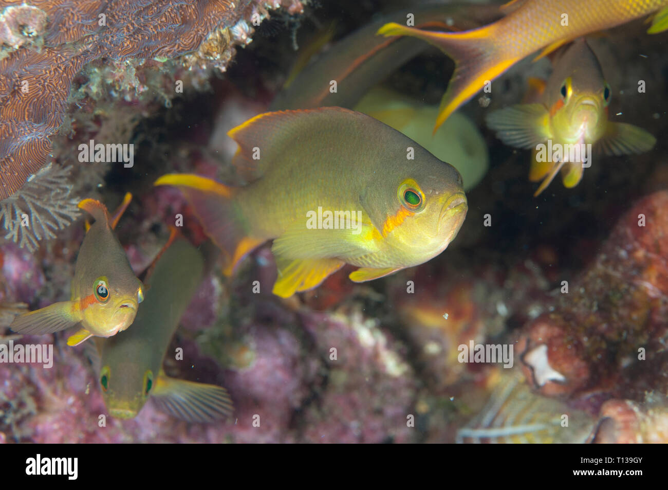 Threadfin Anthias, Pseudanthias huchti, Angel's Window dive site, Lembeh Straits, Sulawesi