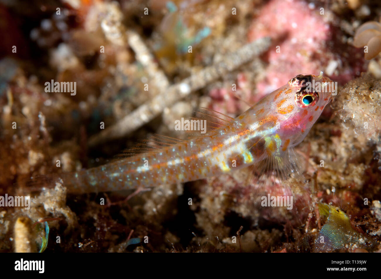 Redspotted Pygmygoby, Eviota albolineata, Tanjung Slope dive site, Lembeh Straits, Sulawesi, Indonesia Stock Photo