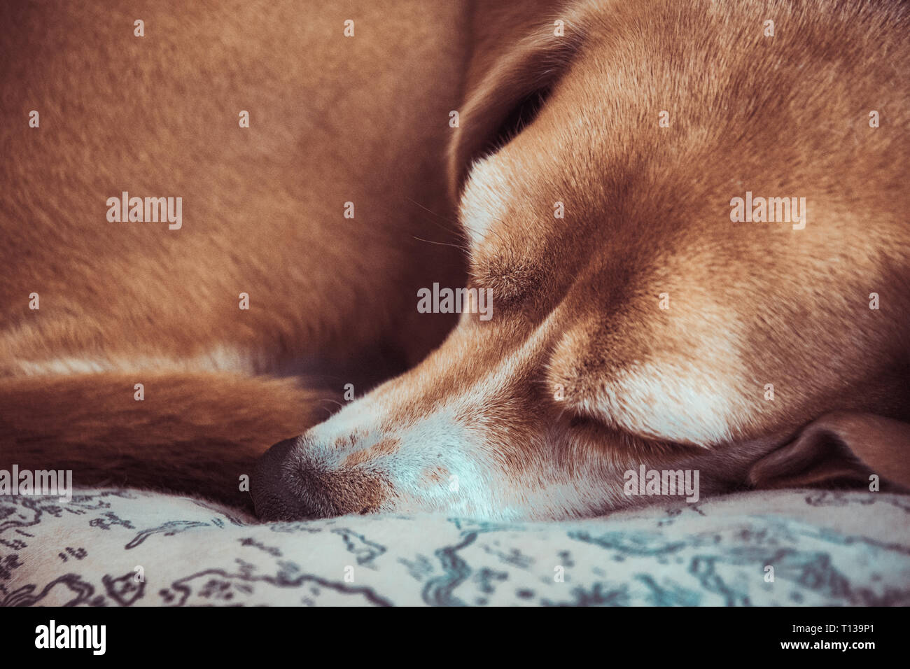 Beagle ancient elder old dog. Grey hair dog sleeping or resting. Laying