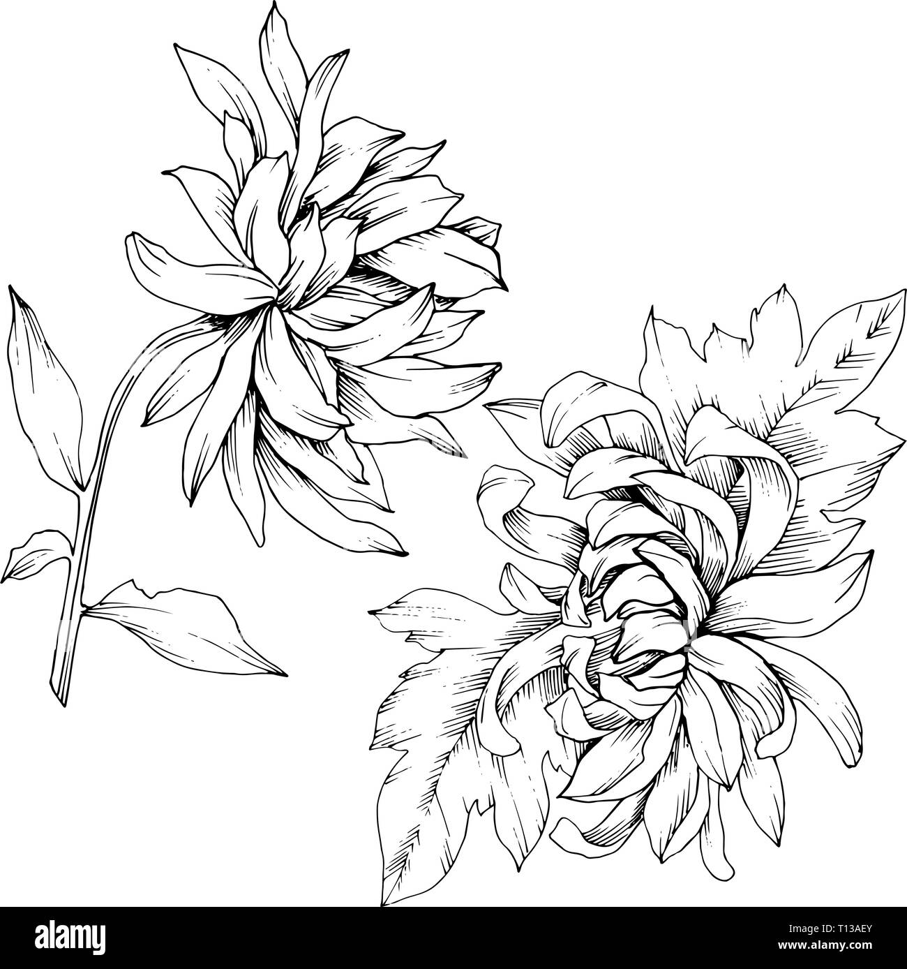 Vector Chrysanthemum floral botanical flowers. Black and white engraved ink art. Isolated flower illustration element. Stock Vector