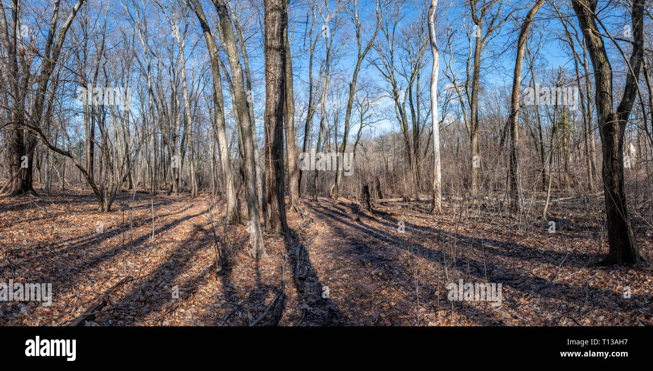 Wooded area in New England Stock Photo