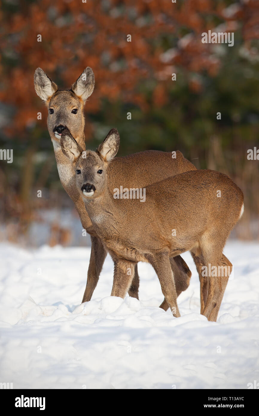 Roe deer, capreolus capreolus, family in deep snow in winter. Stock Photo