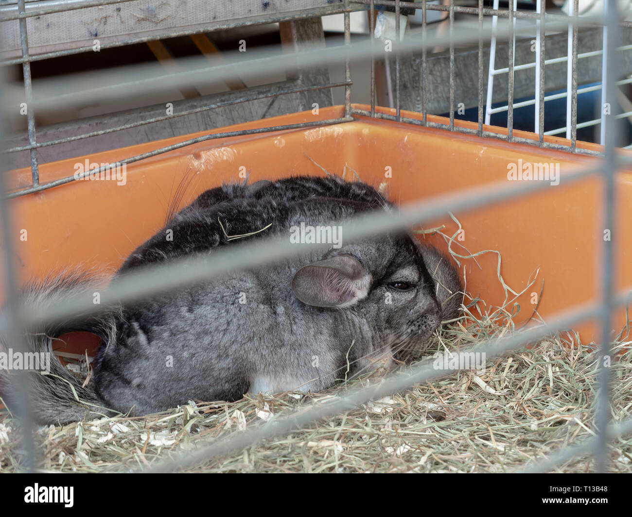 Chinchillas for sale as pets in street market. They come originally from South America. Cute. Stock Photo