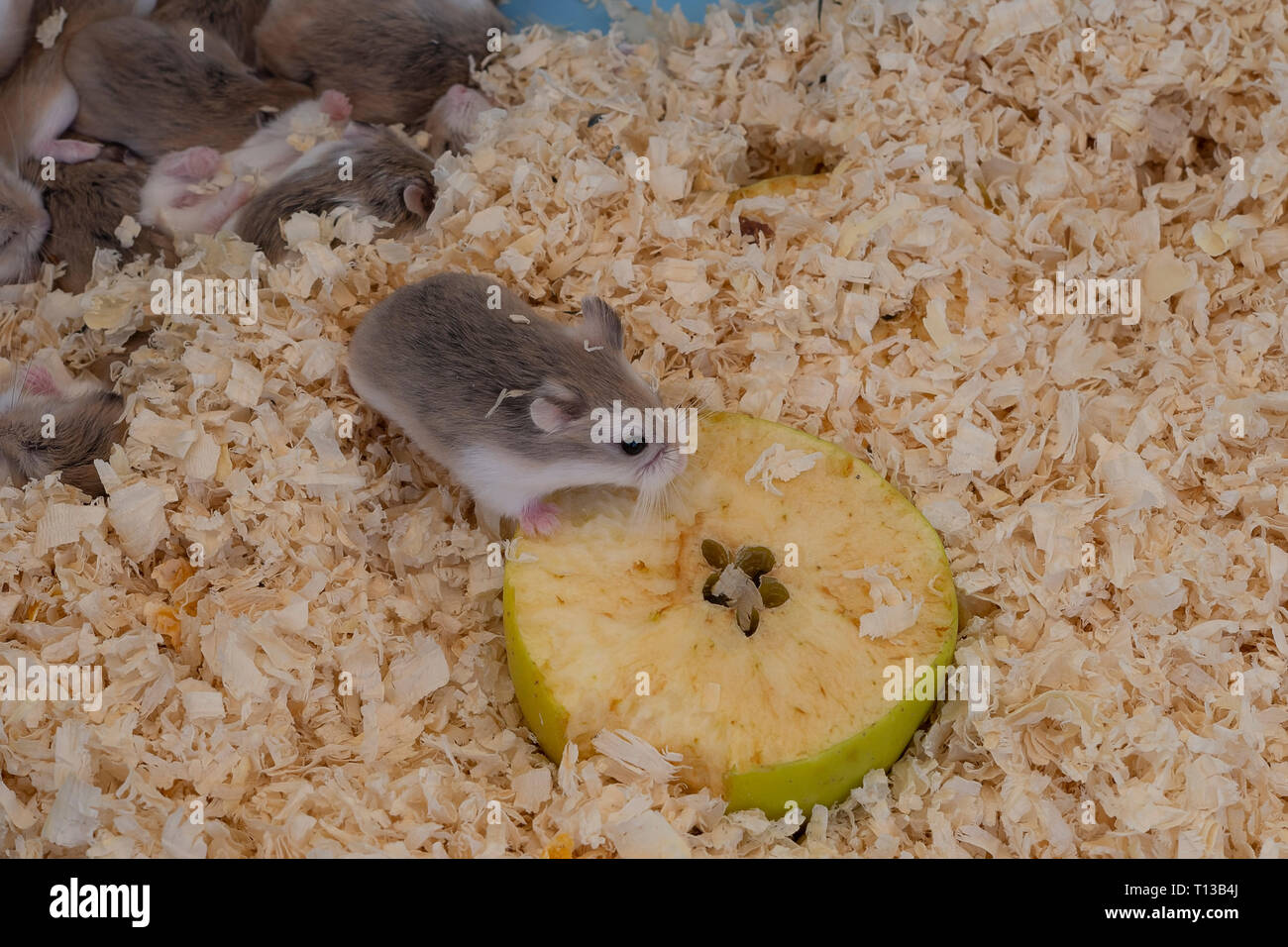 Tiny Roborovski dwarf hamsters for sale as pets in street market, one eating apple. Aka Robo, desert hamster. Cute. Stock Photo
