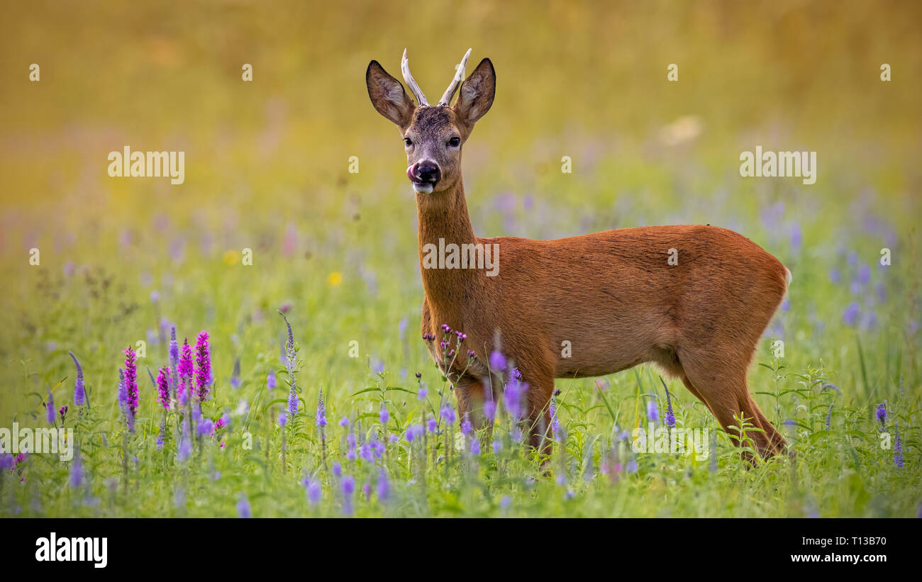 Roe deer, capreolus capreolus, buck in summer on a meadow full of flowers. Stock Photo