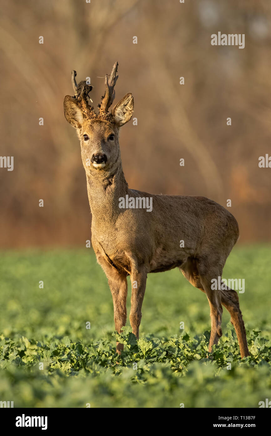 Roe deer stag hi-res stock photography and images - Alamy