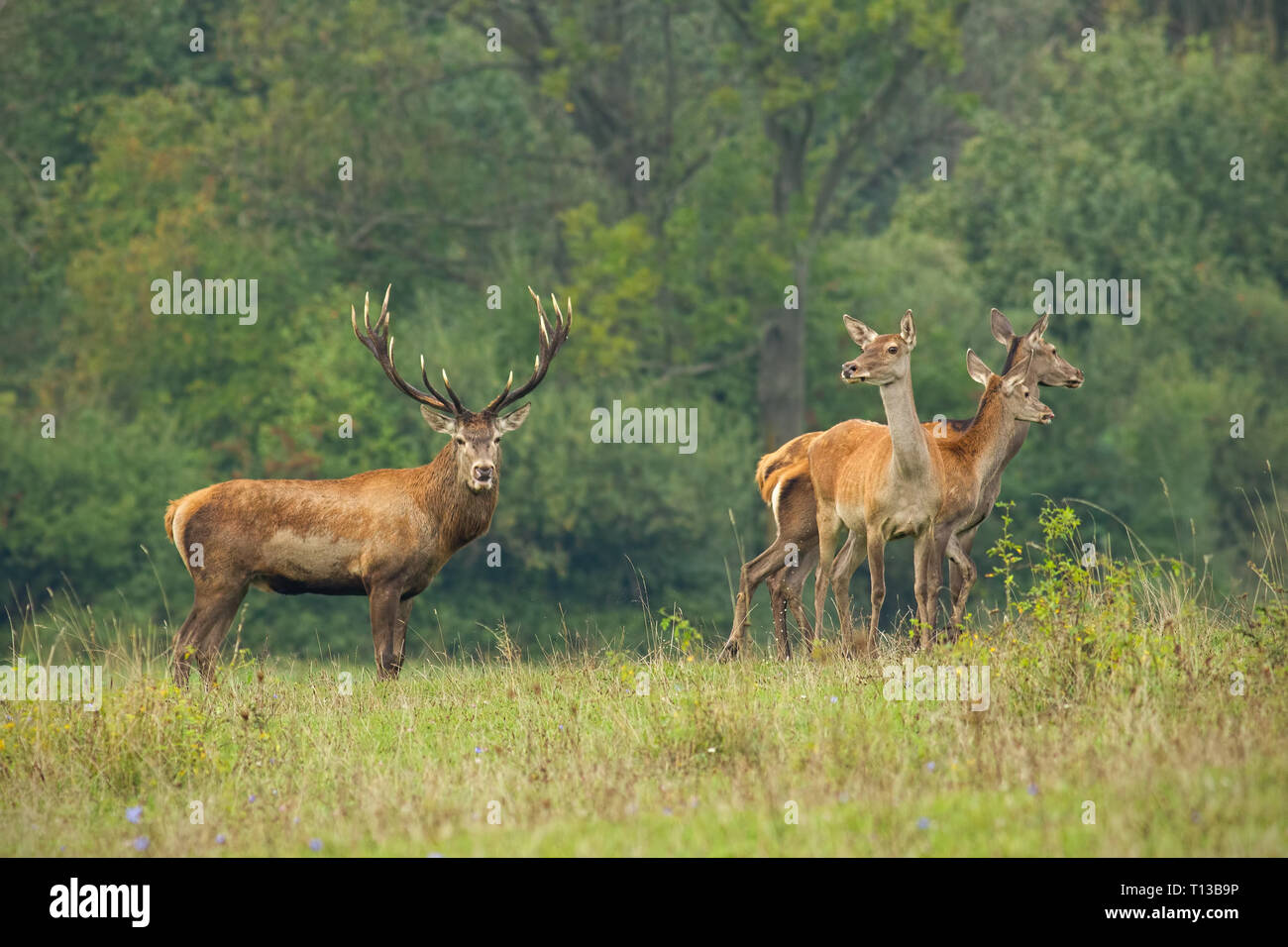 Herd of red deer, cervus elaphus, in rutting season. Stock Photo
