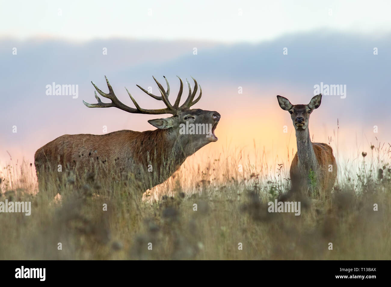 Red deer, cervus elaphus, couple during rutting season. Stock Photo