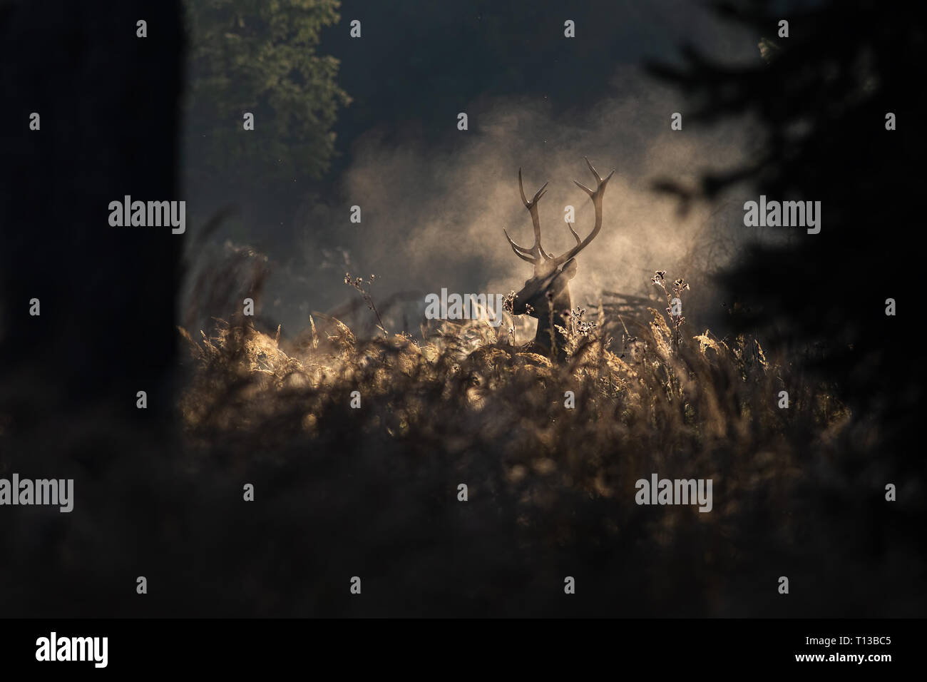 Red deer stag in mornig autumn mist Stock Photo