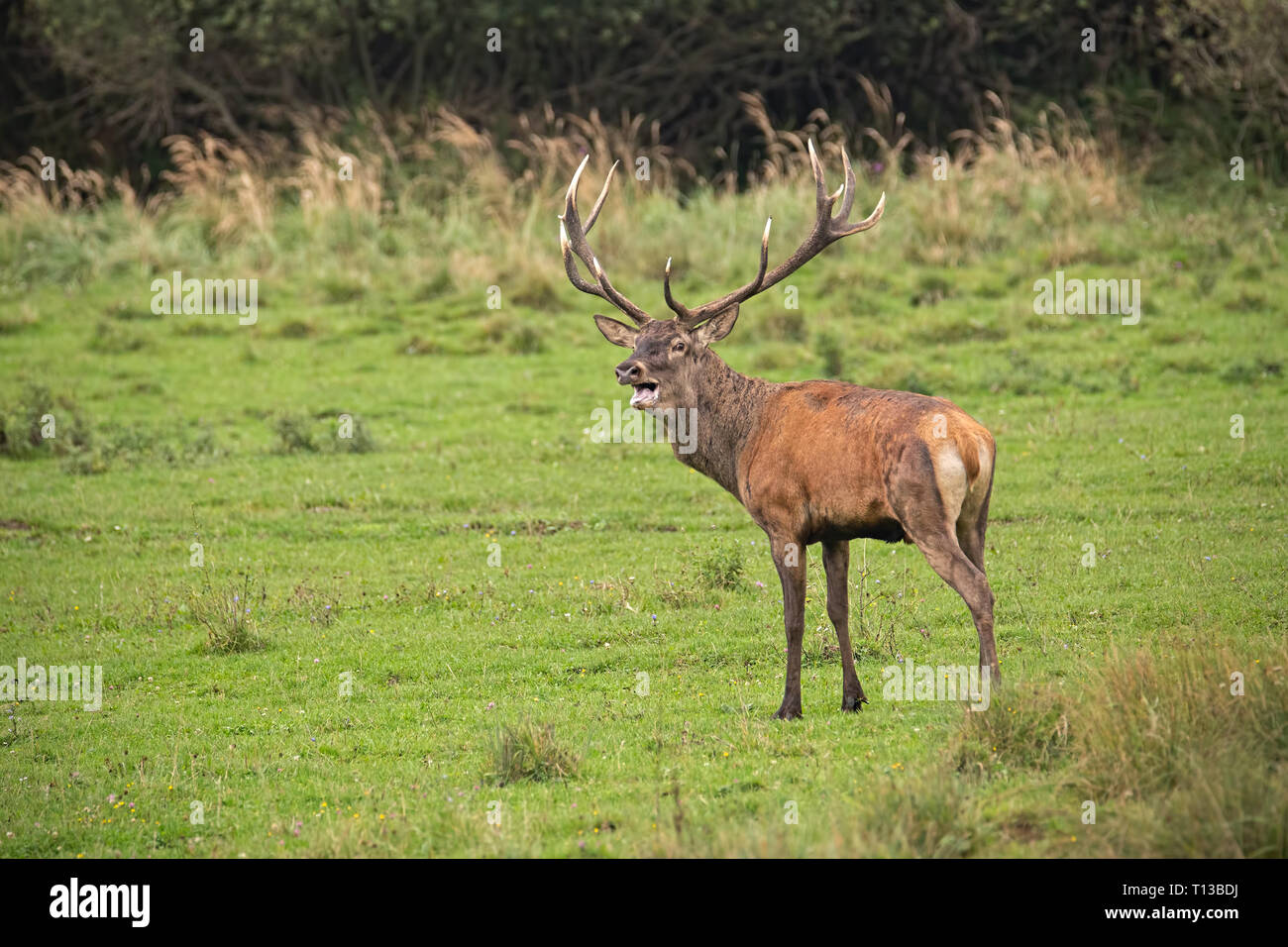 Red deer, cervus elaphus, stag in rut. Stock Photo