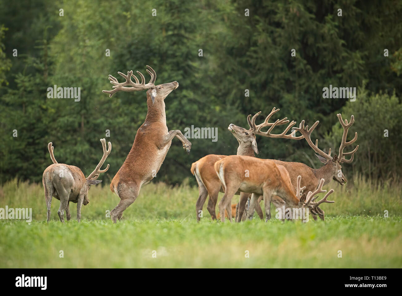 Two fighting red deer stags standing on back legs with antlers in velvet. Stock Photo