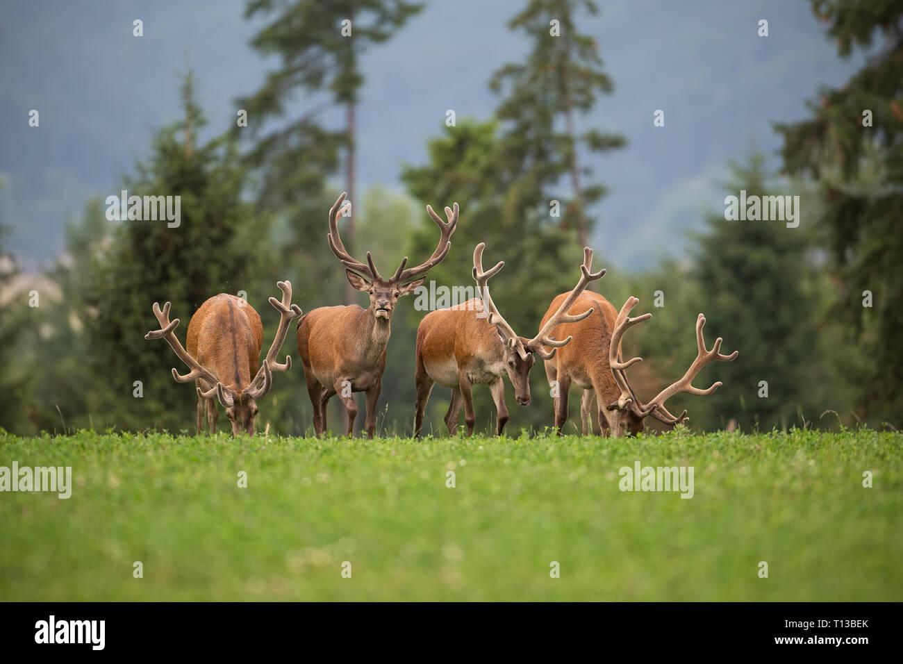 Herd of red deer stags with antlers in velvet. Stock Photo