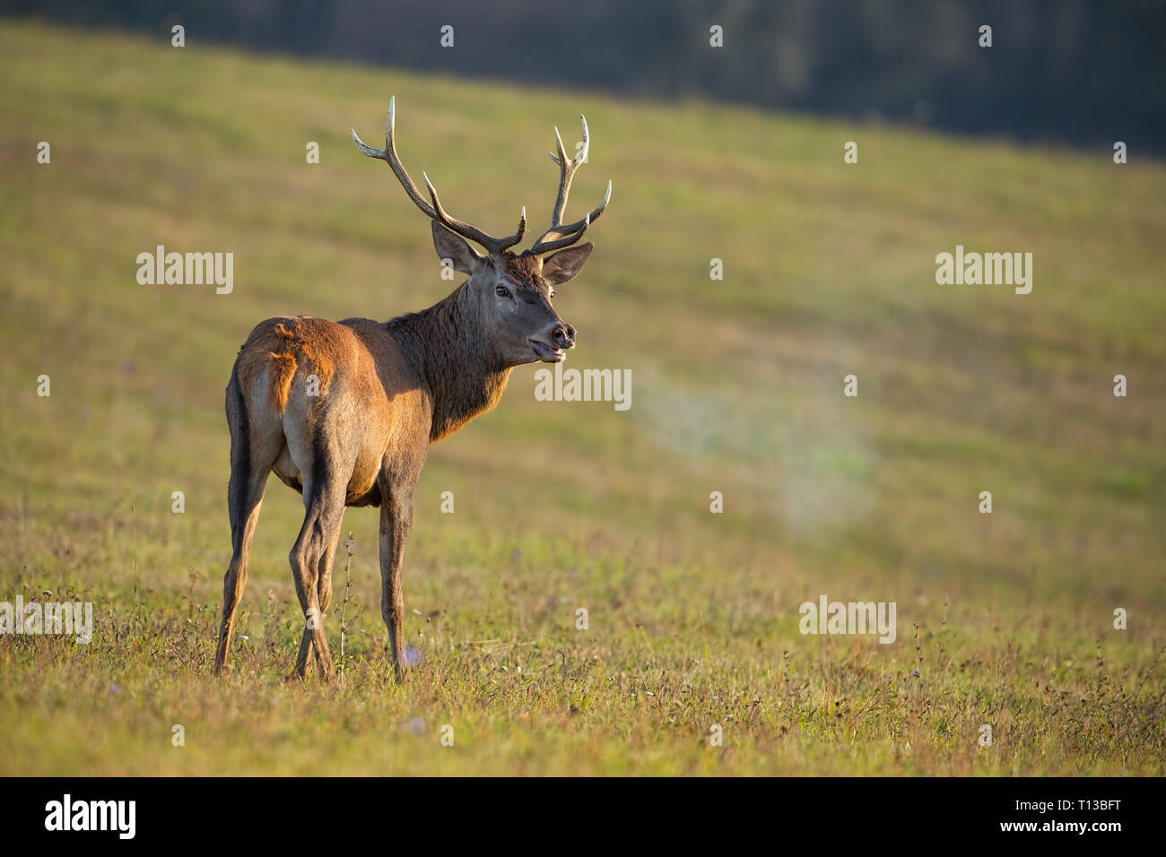 Red deer, cervus elaphus, stag in rut breathing steam. Stock Photo