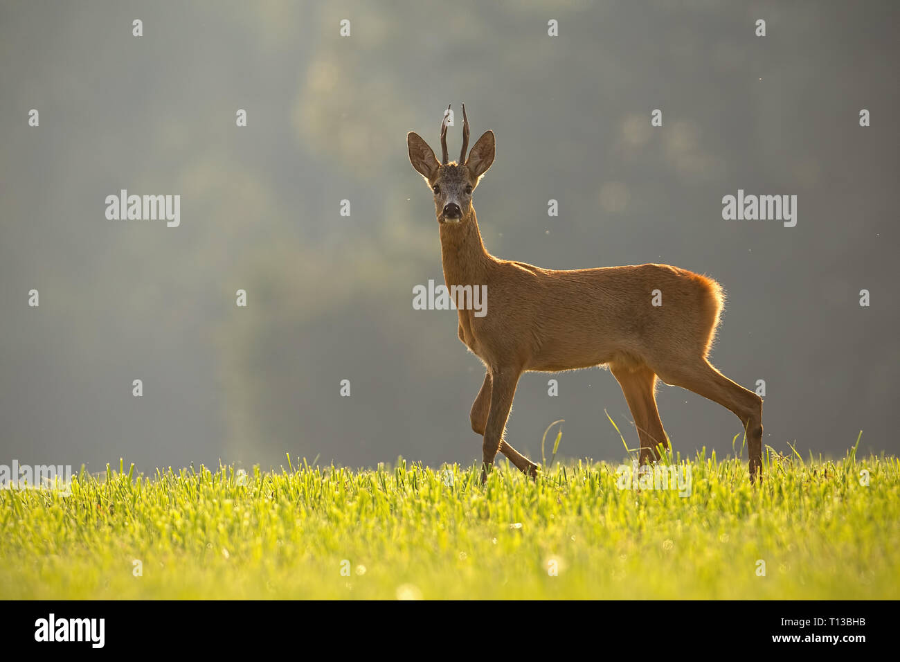 Roe deer in landscape hi-res stock photography and images - Alamy
