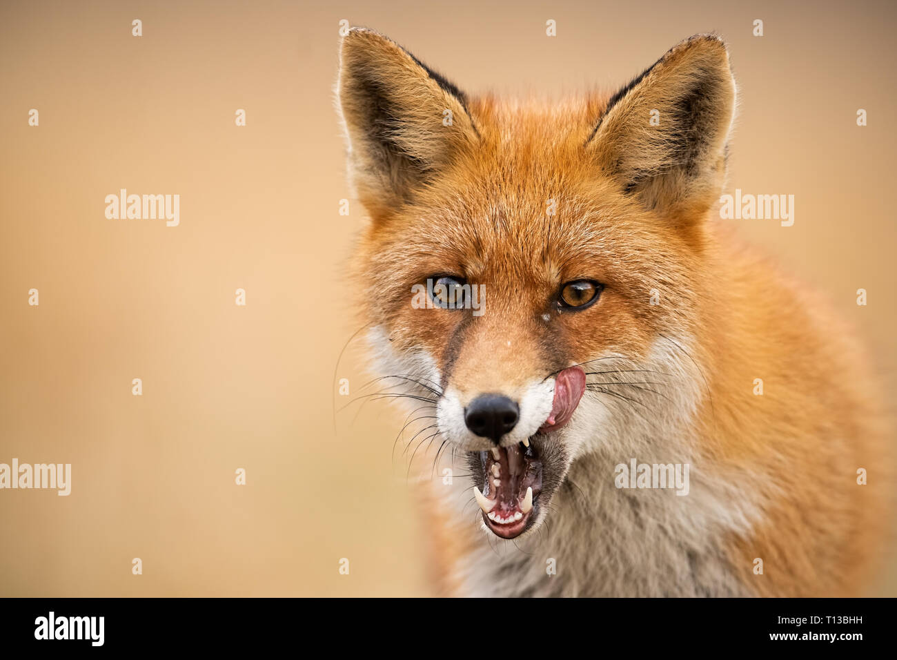 Close-up of head of a red fox, vulpes vulpes, looking straight to the camera licking lips. Stock Photo