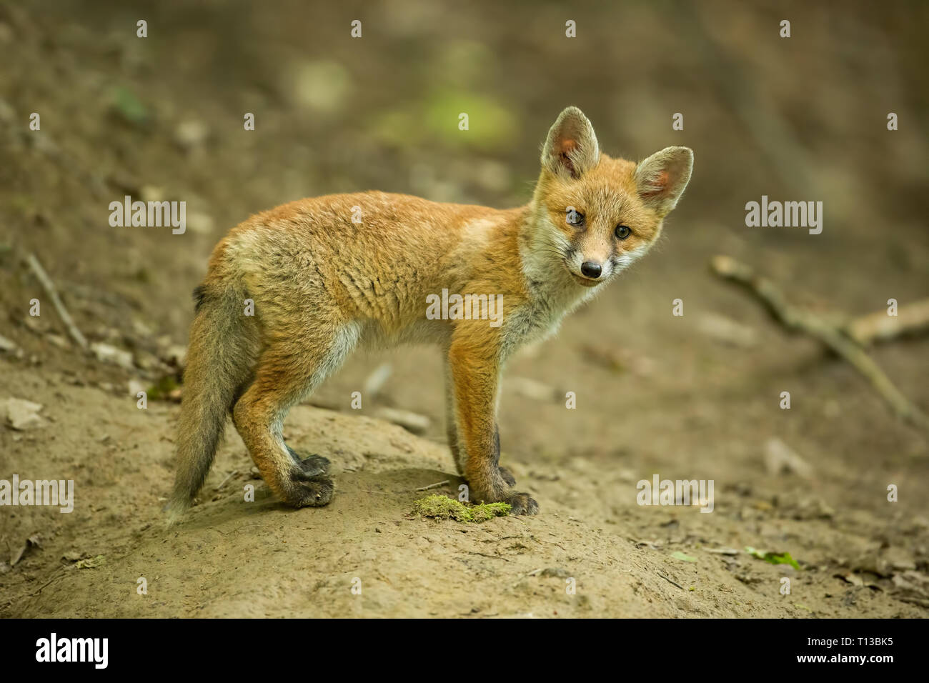 Red fox, vulpes vulpes, cub in the forest near the burrow. Stock Photo