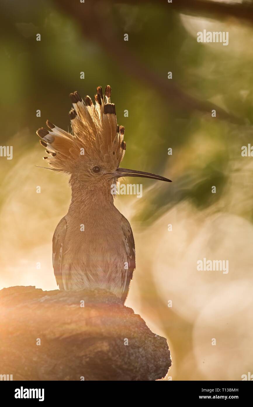 Silhouette of hoopoe, upupa epops, early in the sunny mornig. Stock Photo