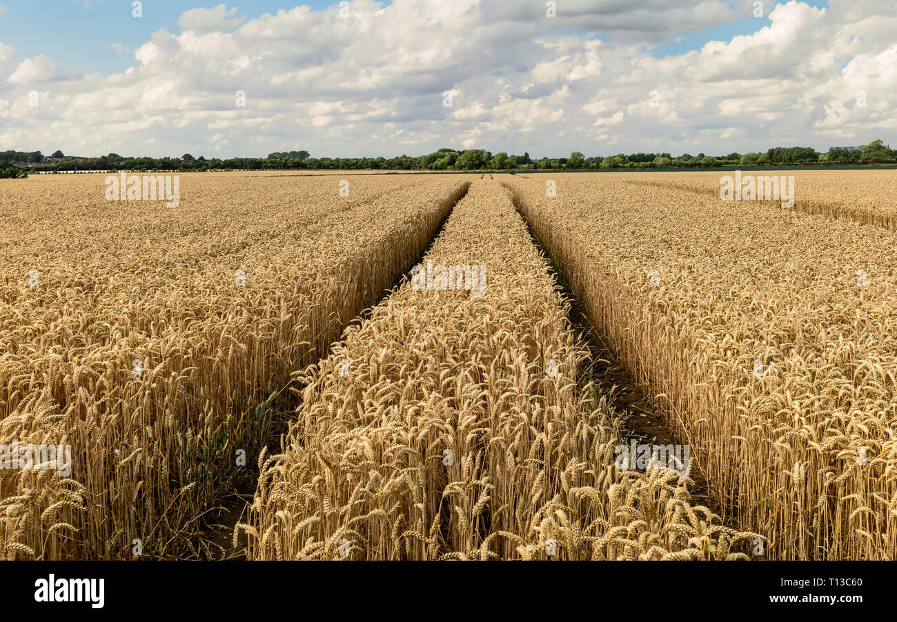 View across wheat field ready for harvesting under blue sky and clouds ...