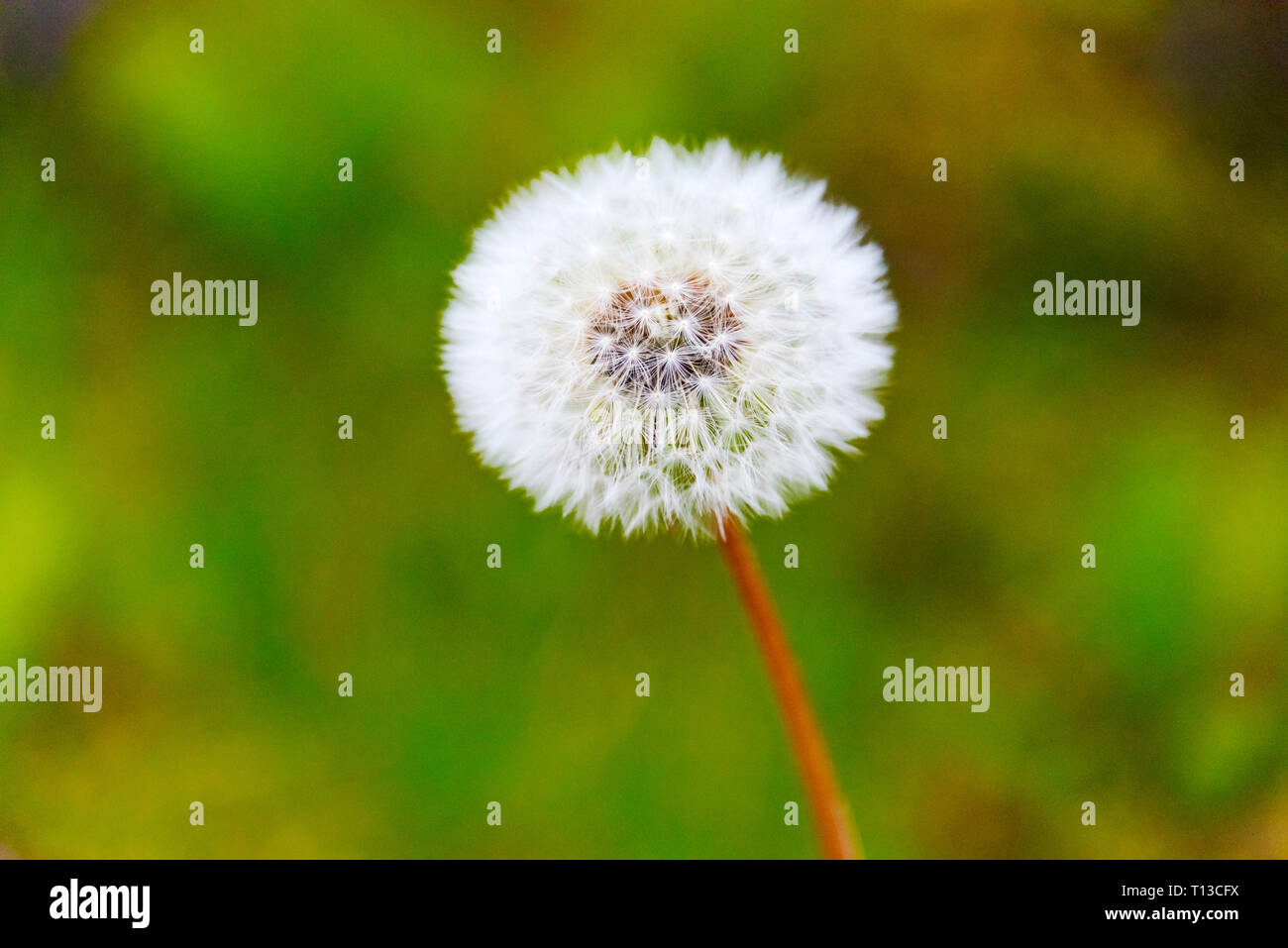 White flower dandelion hi-res stock photography and images - Alamy