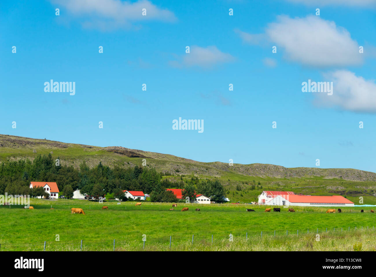 Farm house and cattle on ranch, south Iceland Stock Photo