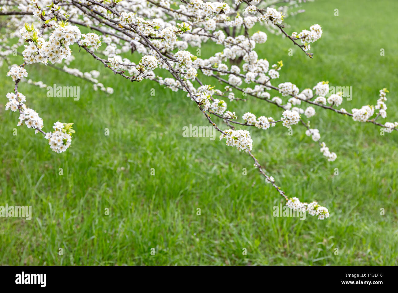 branch of cherry tree with flowers against green grass background Stock Photo