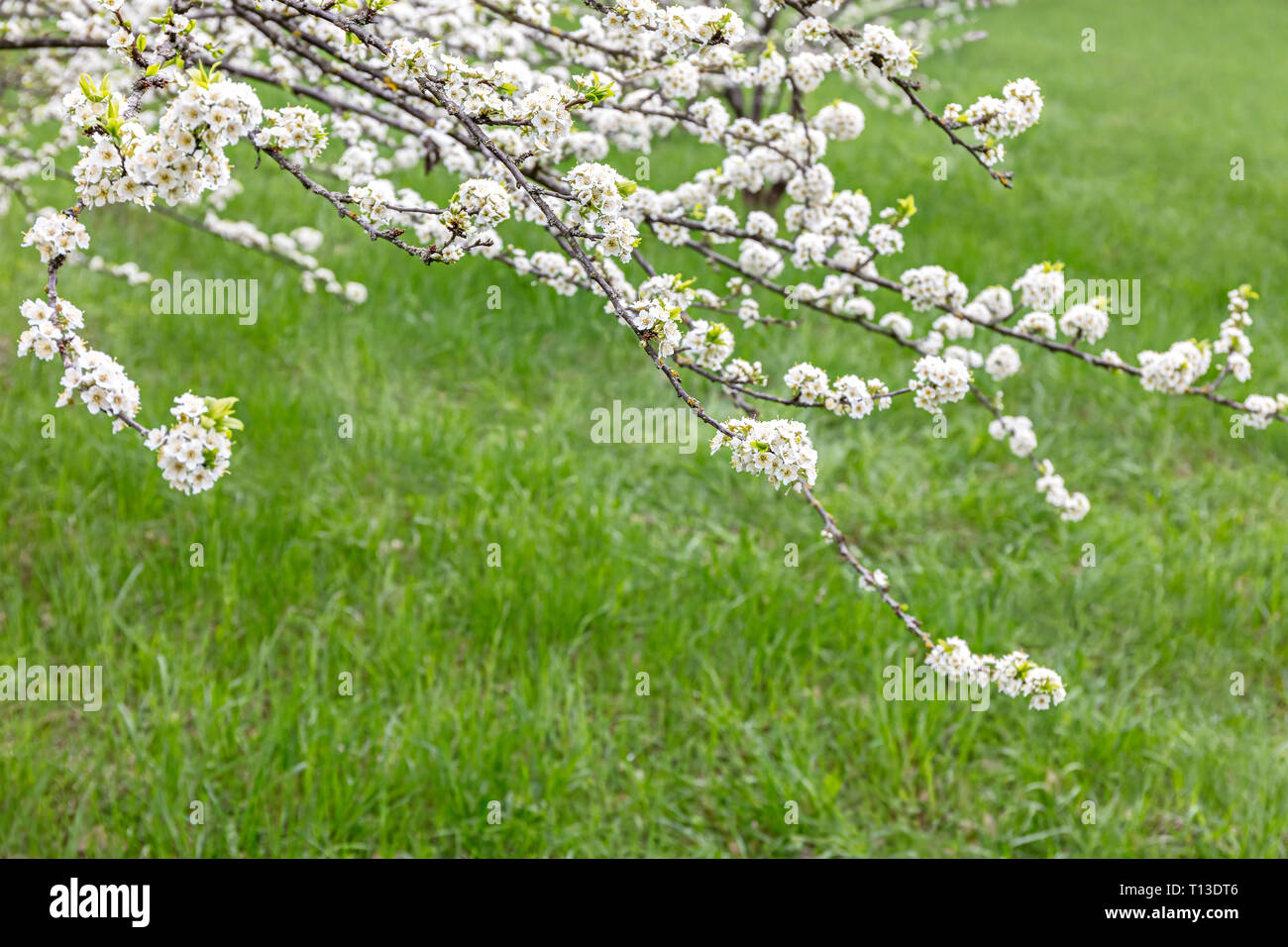 Branch cherry tree hi-res stock photography and images - Alamy