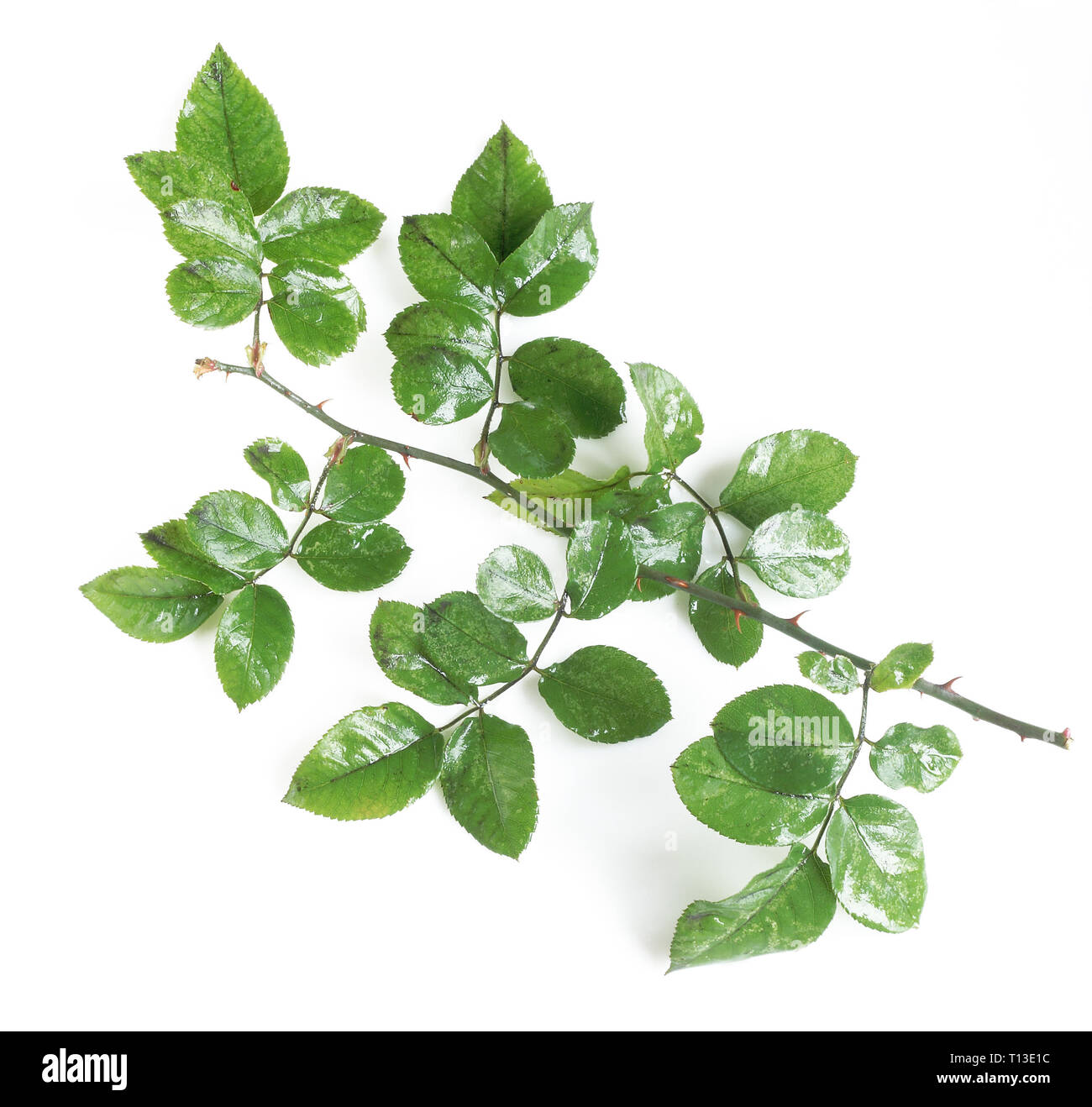 Branch Of Roses A branch of a rose on a white isolated background Stock Photo - Alamy