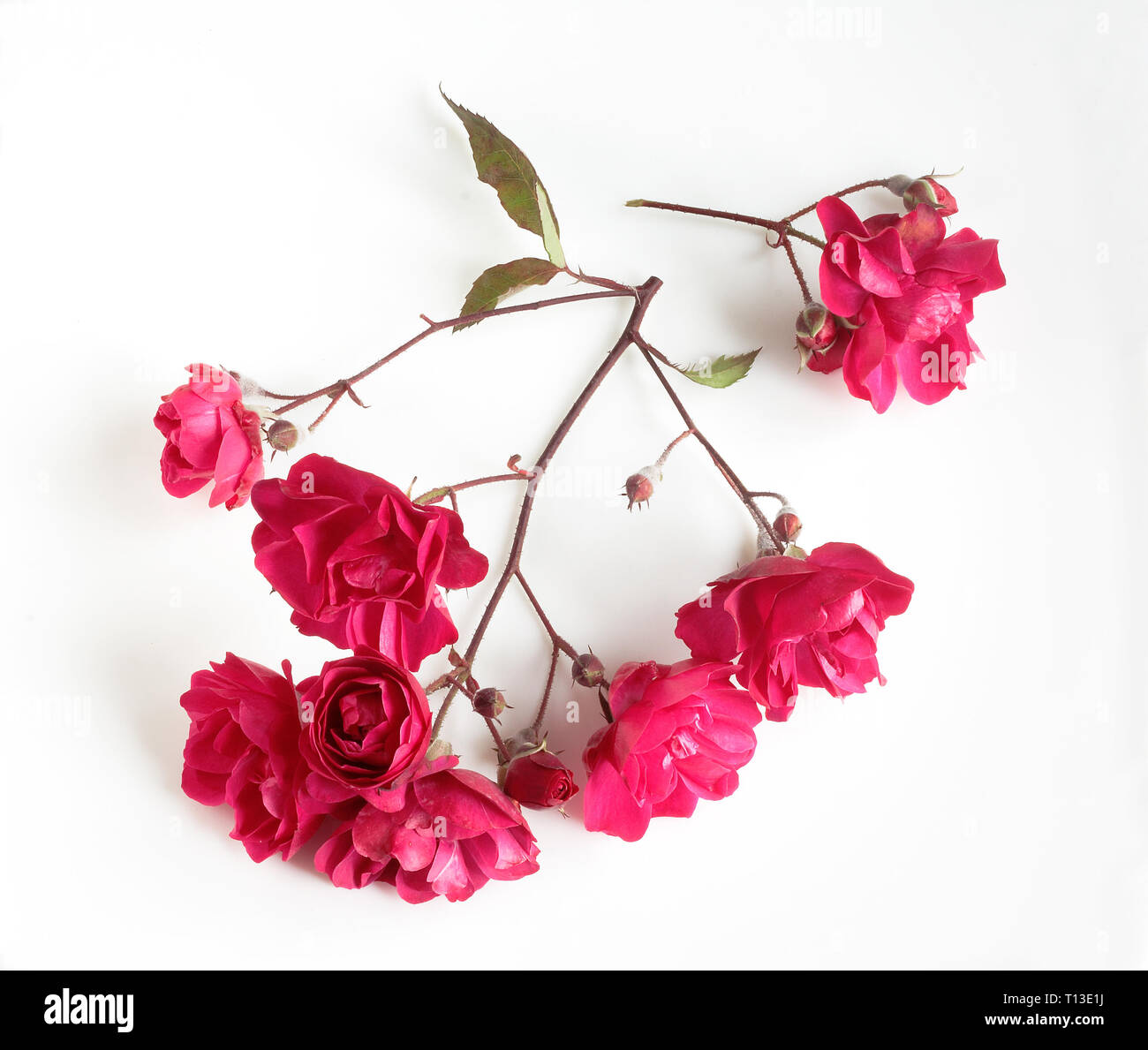 A branch with red roses on a white background Stock Photo - Alamy