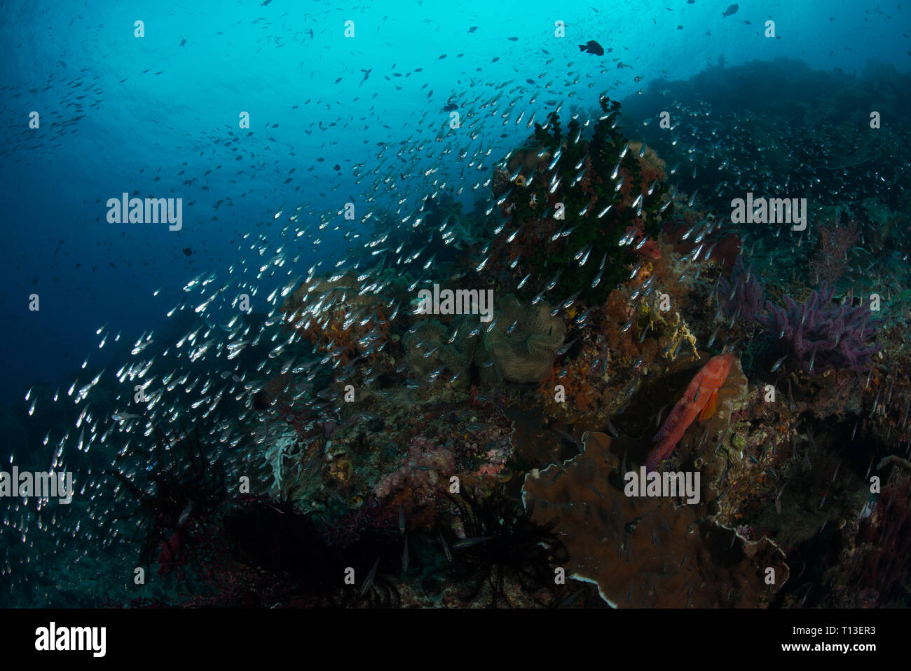 Scuba diving Raja Ampat Stock Photo Alamy