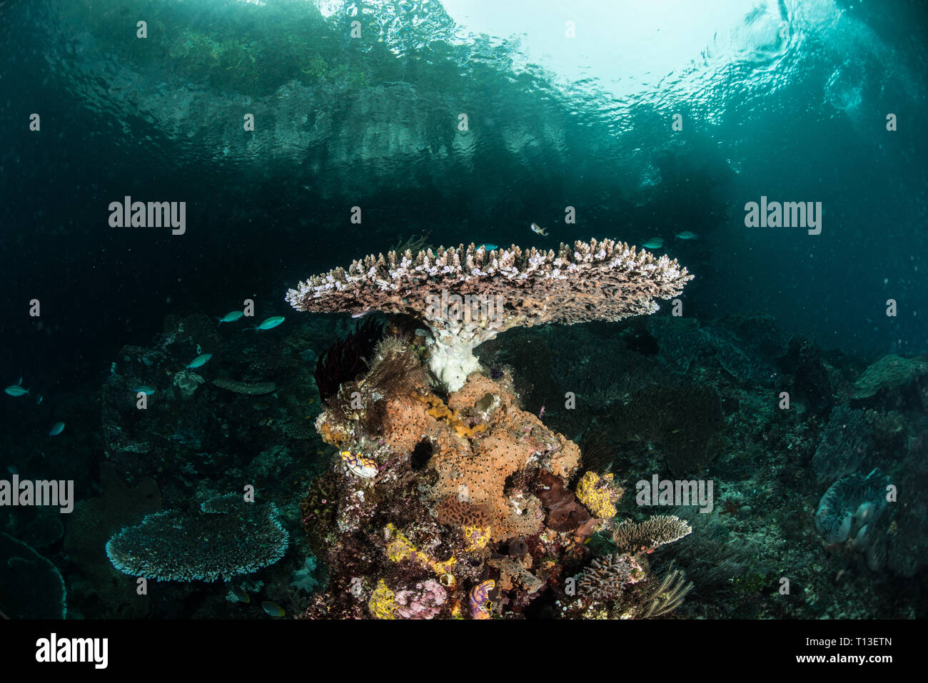 Scuba diving Raja Ampat Stock Photo Alamy