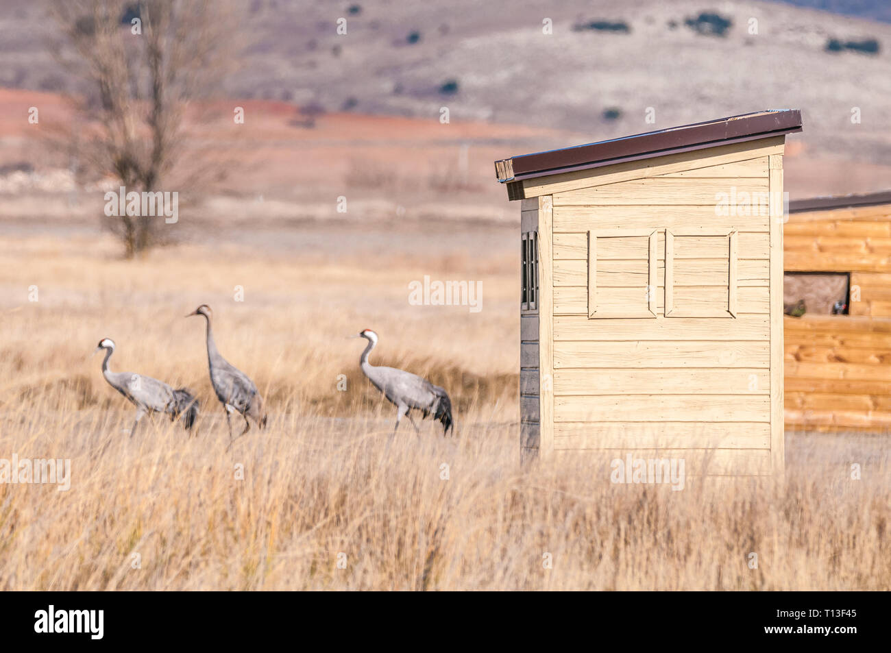 birding hide, common crane, landscape in Gallocanta Lagoon, natural reserve, Bello, Aragon, Spain Stock Photo