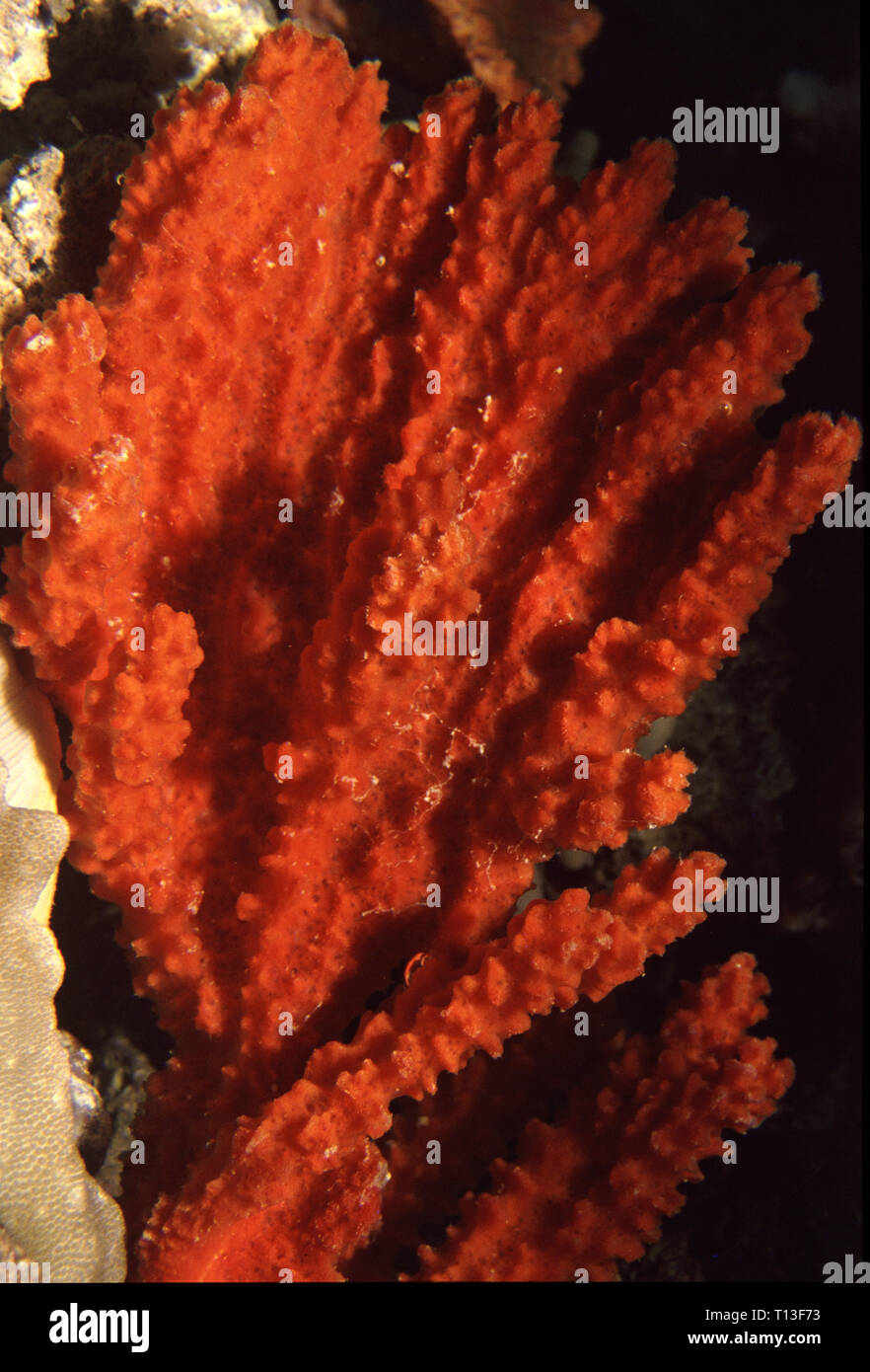Clathria sp hires stock photography and images Alamy
