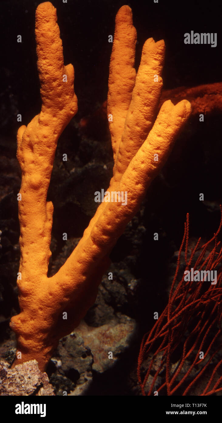 Demospongiae hires stock photography and images Alamy