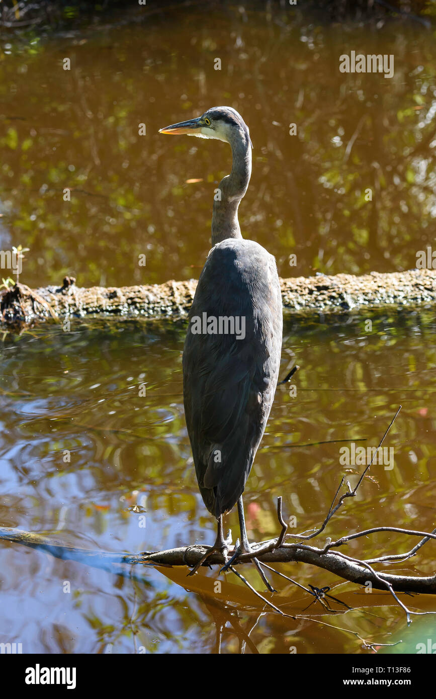 Great blue heron (Ardea herodias) perched on a branch in the swamp at Big Cypress Bend Boardwalk, Florida, USA Stock Photo