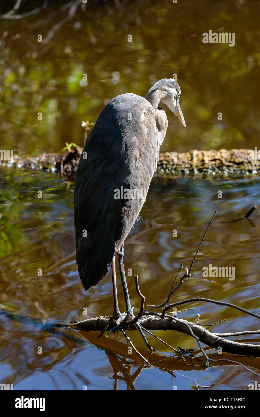 Great blue heron (Ardea herodias) perched on a branch in the swamp at Big Cypress Bend Boardwalk, Florida, USA Stock Photo