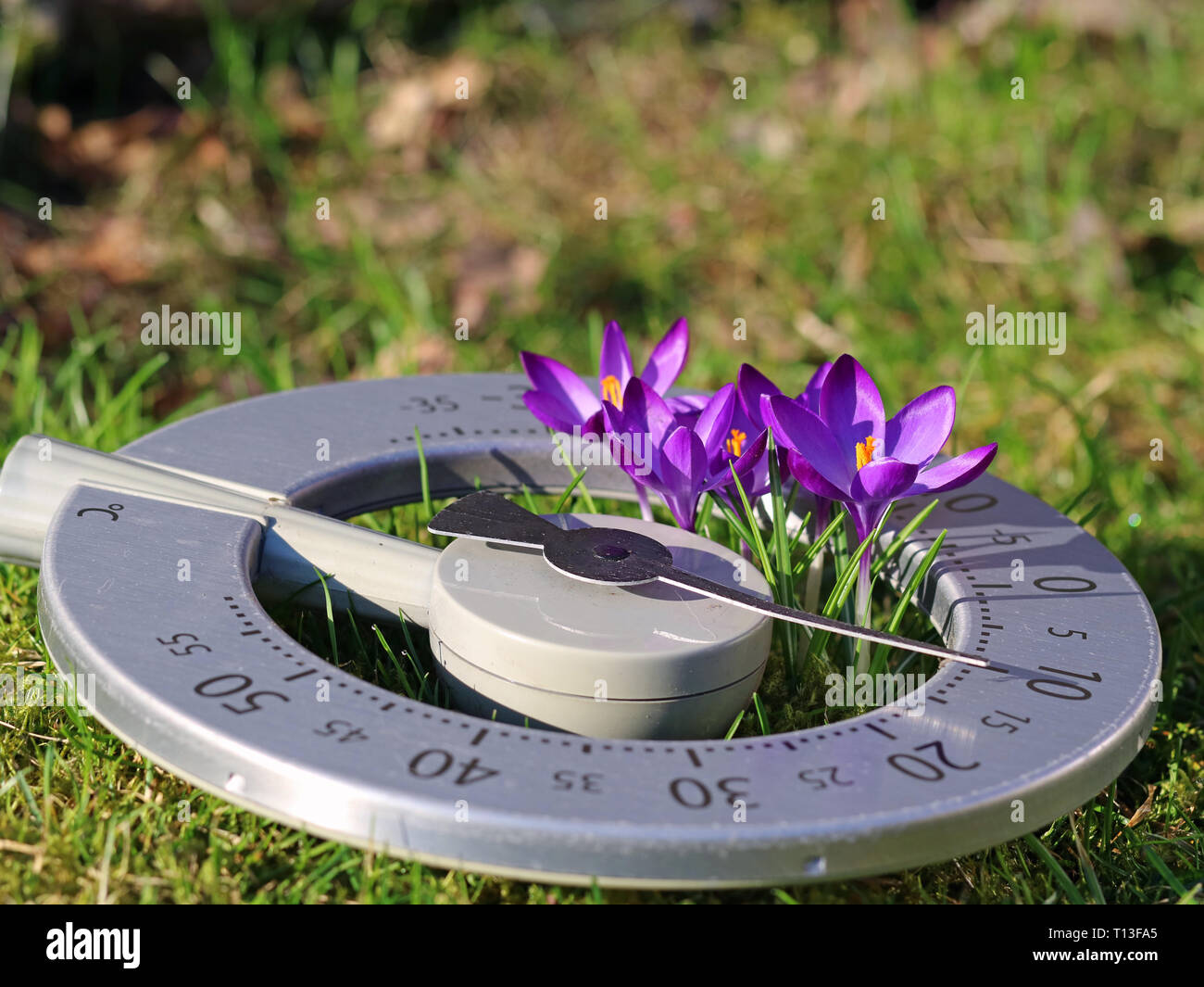 Close-up of purple blooming crocuses in a thermometer on meadow, concept of beginning spring and rising temperatures with copy space Stock Photo