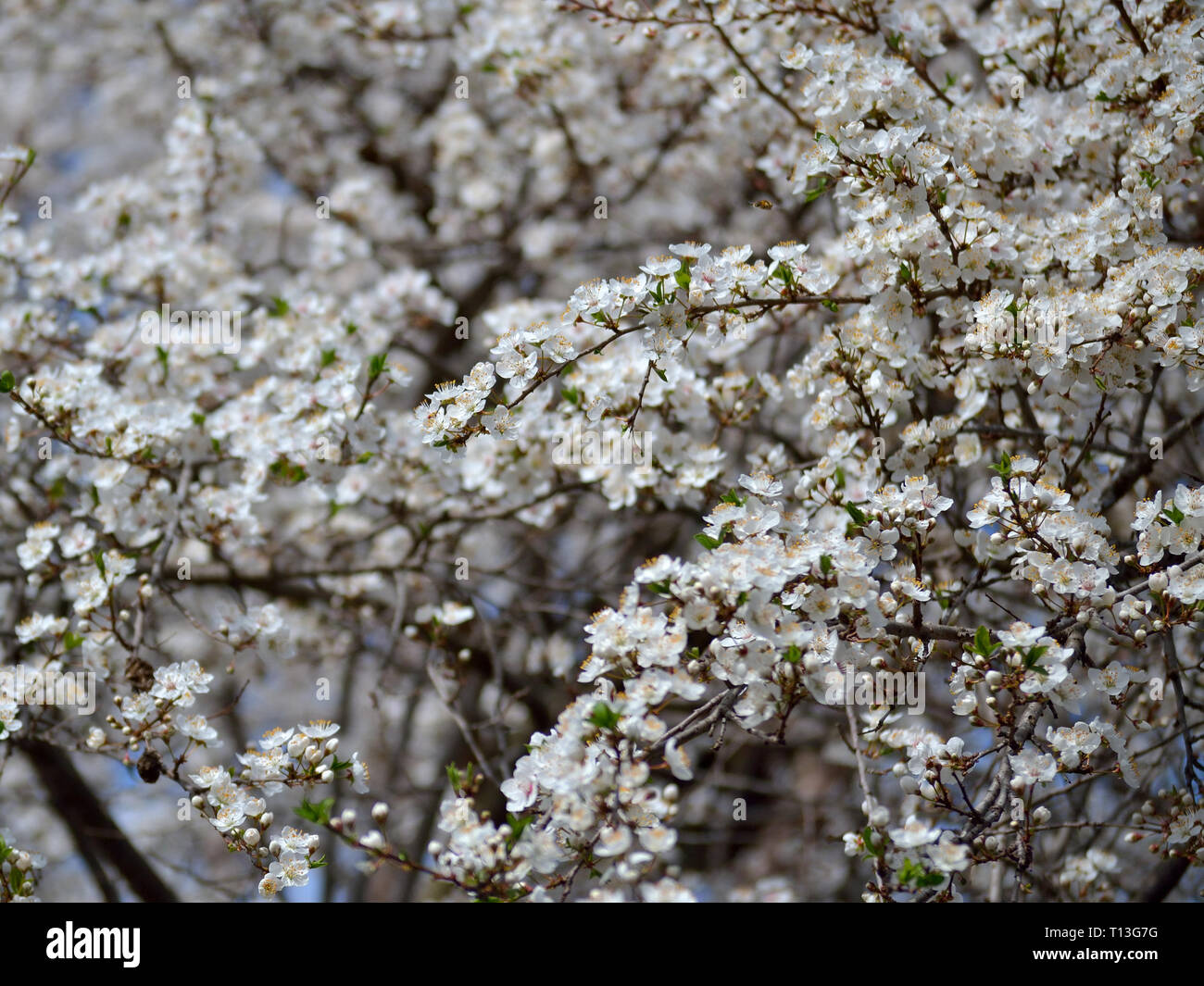 Plum tree branches with white blossom flowers Stock Photo