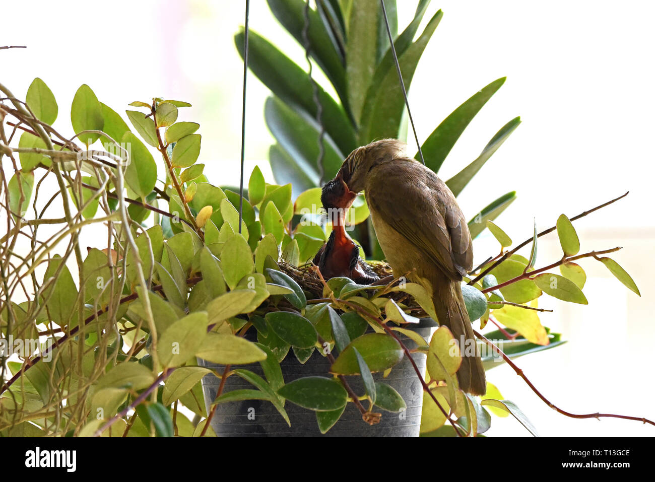 A Streak-eared Bulbul (Pycnonotus blandfordi conradi) feeding it's chick in a garden in Eastern Bangkok Stock Photo