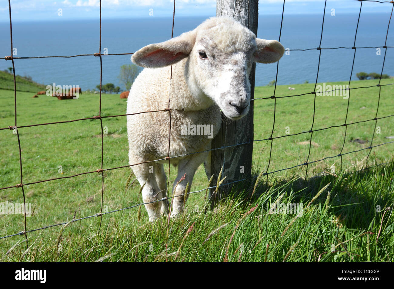 Young sheep in a field beside the road, in the Valley of the Rocks, near Lynton and Lynmouth, Devon, UK Stock Photo