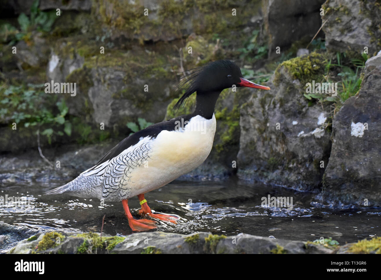 A mature male Scaly-sided Merganser (Mergus squamatus) standing in a small stream in Southern England Stock Photo